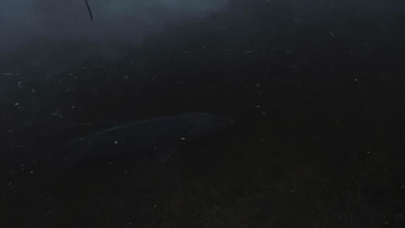 Rio Wisconsin transborda e carrega esturjões para área de estacionamento