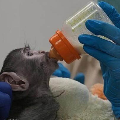 Macacos em México, eleições no Peru e outras fotos marcantes da América Latina