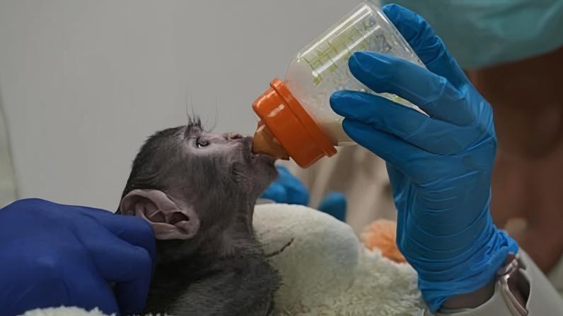 Macacos em México, eleições no Peru e outras fotos marcantes da América Latina