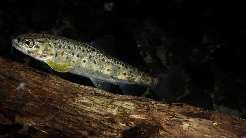 Estudo foi feito com o salmão juvenil do Atlântico