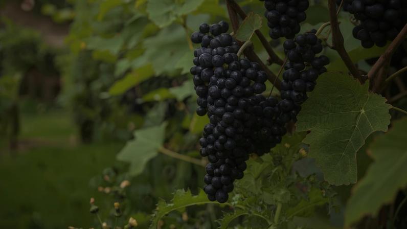 A Pinot Noir é uma uva tinta de casca fina e difícil cultivo, que gera vinhos elegantes, de cor rubi clara, corpo leve a médio, acidez vibrante e taninos suaves — Foto: Divulgação
