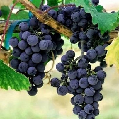 Safra 2026 eleva padrão dos vinhos gaúchos do Rio Grande do Sul