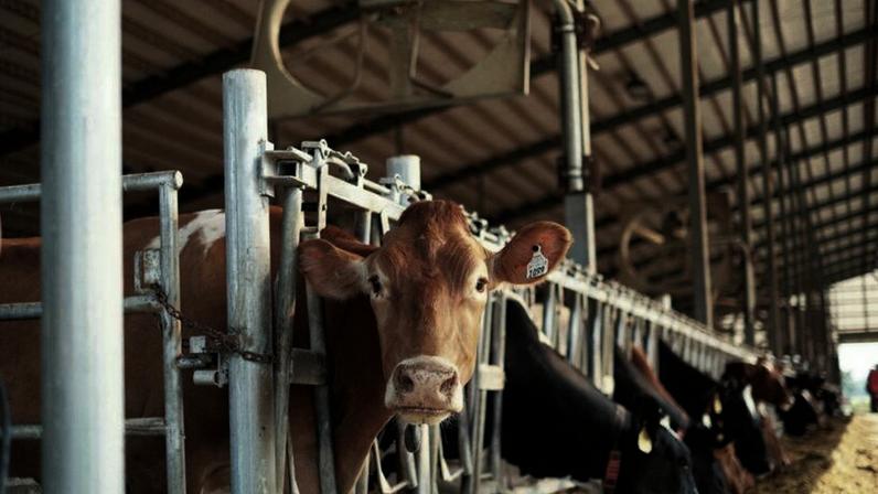 R$ 450 milhões foram destinados para a implantação de até 300.000 embriões para o melhoramento genético dos rebanhos