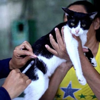 Vacinação contra raiva para cães e gatos inicia em Montes Claros nesta quarta