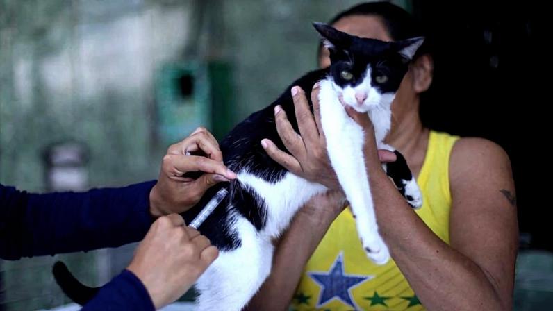 Vacinação contra a raiva para cães e gatos começa nesta quarta (22) em Montes Claros