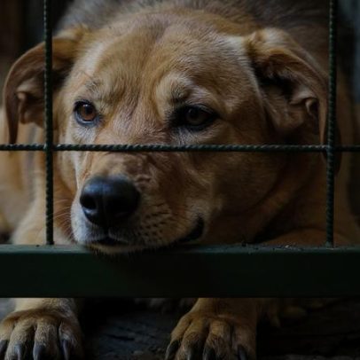 Adolescentes que agridem animais: causas e orientações aos pais