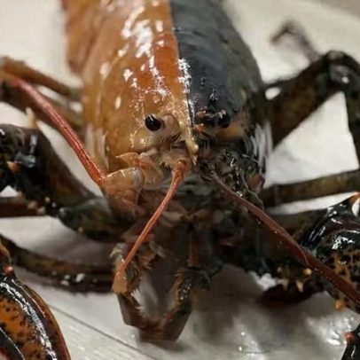Lagosta bicolor rara é encontrada nos EUA; vídeo registra achado único