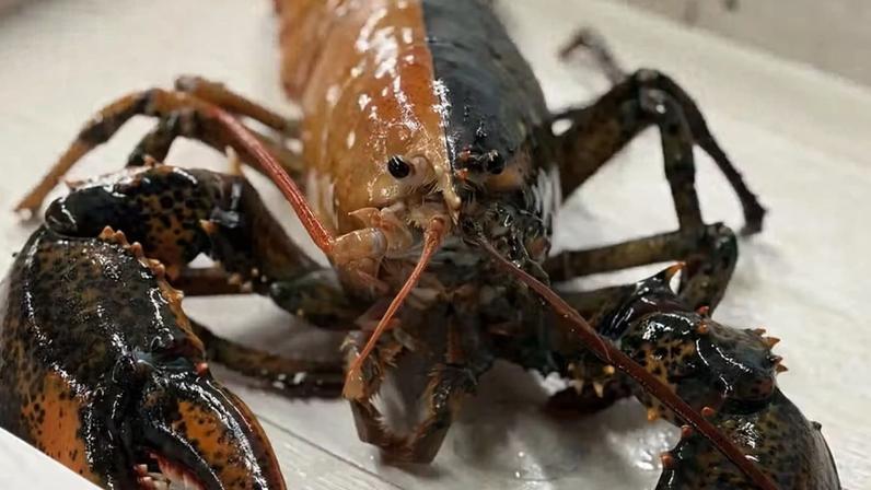 Lagosta de duas cores achada por pescadores em Cape Cod é uma em 50 milhões — Foto: Wellfleet Shellfish Company