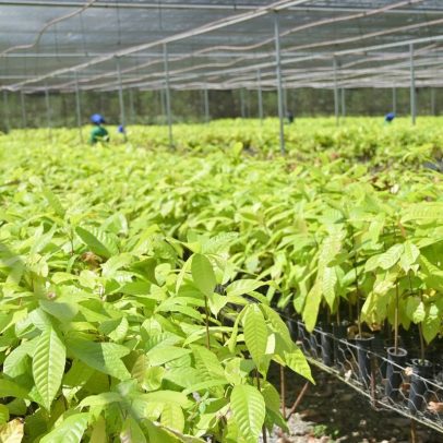 Bioeconomia em áreas degradadas impulsiona produção sustentável no Pará