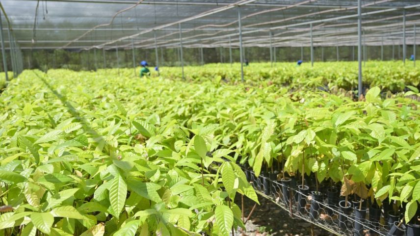 Fazenda-laboratório da Belterra Agroflorestas, no Pará. Foto: Washington Alves/Light Press