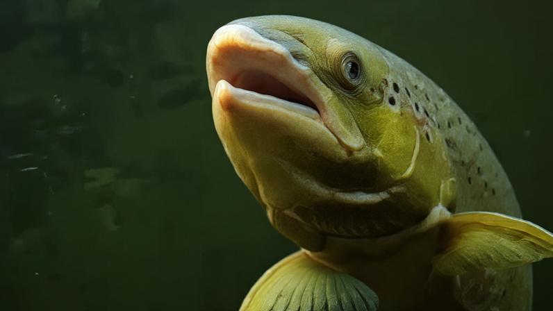 Atlantic salmon swimming in a river