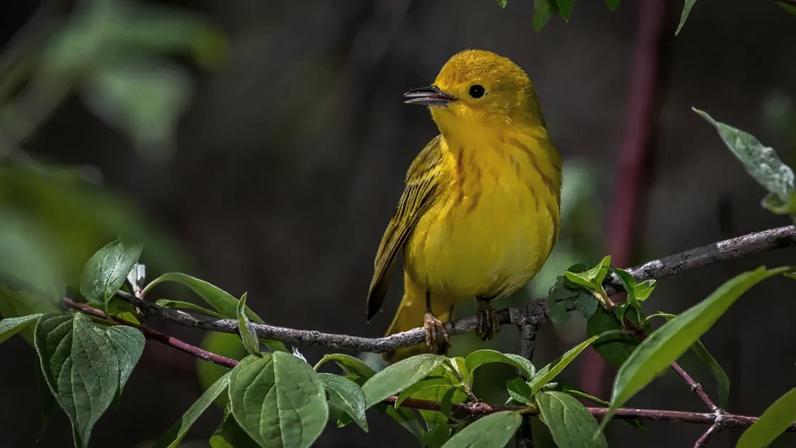 Canto de pássaros cumpre funções de sobrevivência das espécies, como demarcação território e atração de parceiros