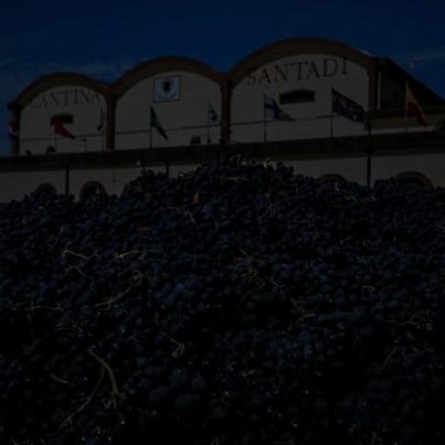 Cooperação italiana traça plano para o futuro do vinho