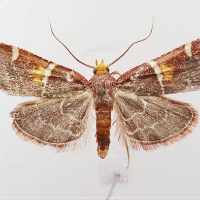 Nova mariposa homenageia Papa Leão XIV e integra linhagem com nomes de realeza