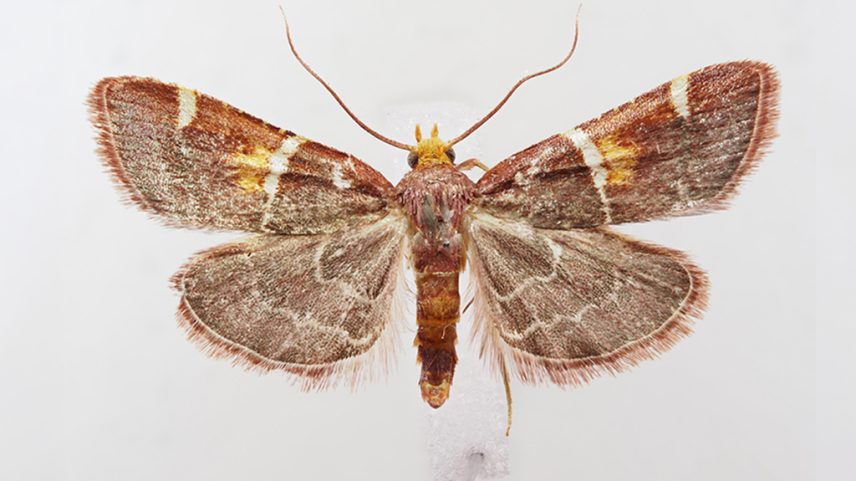 Fotografia de mariposa.