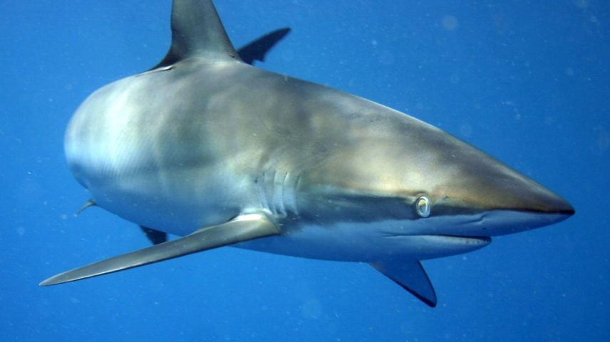 Fotografia de um tubarão no oceano.