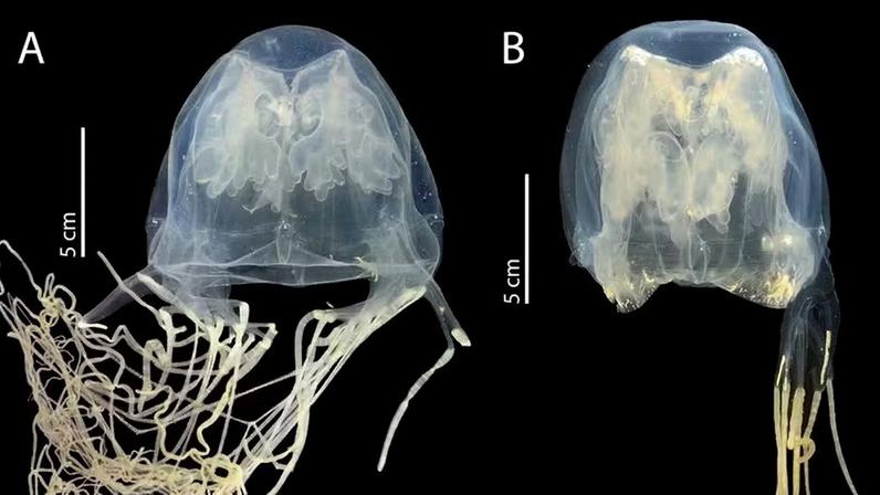 Nova espécie de água-viva-caixa venenosa descoberta em Singapura — Foto: Universidade de Tohoku
