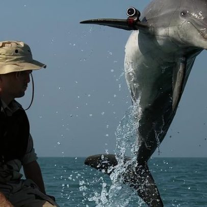 Três países já empregaram golfinhos em operações bélicas