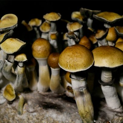 Dose de cogumelo psicoativo pode alterar atividade cerebral, aponta estudo