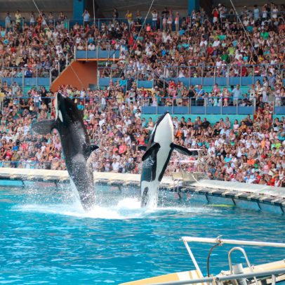 França busca destino para duas últimas orcas em cativeiro após banimento de shows