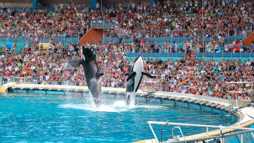 Orcas saltando no Marineland, Antibes, França