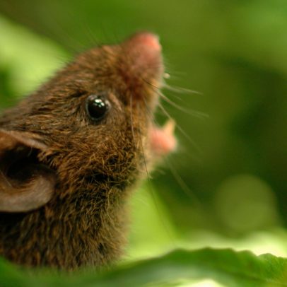 Ratos aprendem a cantar em dueto, como surgiu essa habilidade