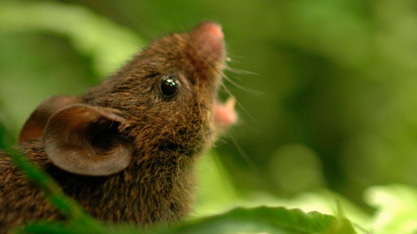 Imagem aproximada de um rato (Scotinomys teguina) com a boca aberta.