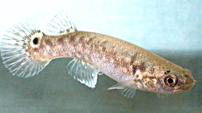 Imagem de um peixe da espécie Kryptolebias marmoratus.