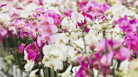 The orchid industry is worth hundreds of millions of dollars