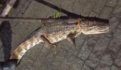 Jacaré é resgatado após invadir condomínio no Recife
