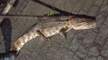 Jacaré de 2 metros é capturado em prédio na Zona Norte do Recife
