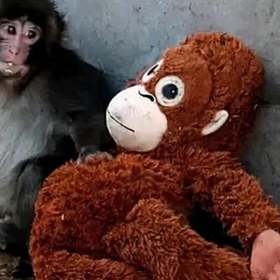 Macaco Punch: jaula invadida por cidadãos norte-americanos