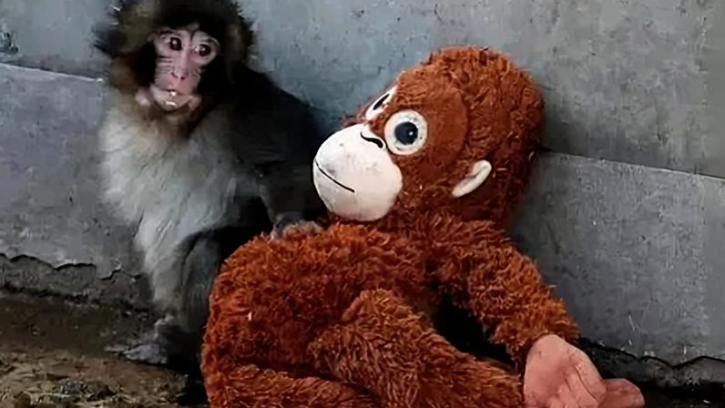 Vídeos de Punch agarrado ao bichinho de pelúcia rapidamente se espalharam pela internet