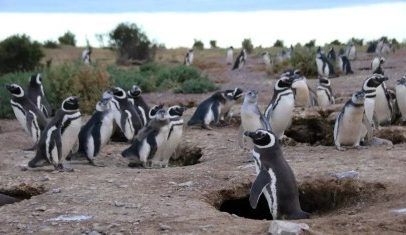 Pinguins ajudam a rastrear substâncias químicas persistentes na Patagônia