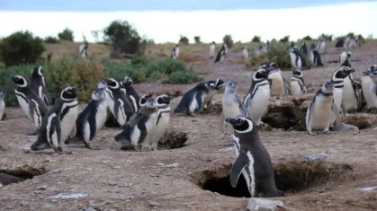 Pinguins-de-magalhães na Argentina ajudaram cientistas a coletar dados sobre o ambiente oceânico dessas aves usando anilhas nas patas com detectores de substâncias químicas.