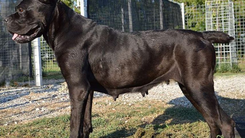 Quando se fala em cães de guarda, muita gente imagina animais grandes e imponentes. Mas tamanho não é tudo. O que realmente importa é o instinto de proteção — herança direta de ancestrais como o lobo — que transforma essas raças em verdadeiros sentinelas do território e da família.