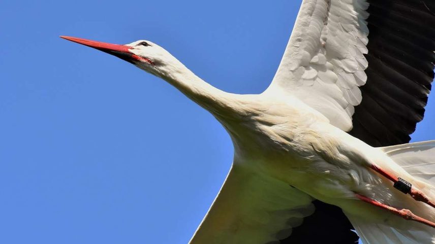 Associadas ao nascimento de bebês no imaginário popular, as cegonhas vão muito além desse simbolismo. Migratórias e elegantes, chamam atenção pelo voo e pelo cuidado dedicado aos filhotes.