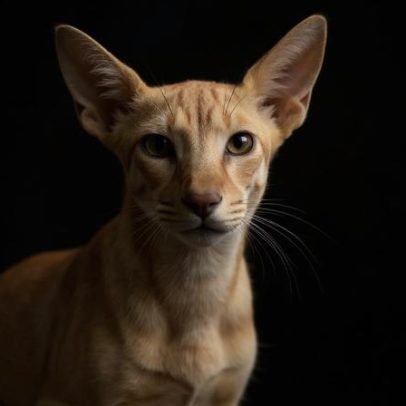 Pinscher branco: 4 características marcantes da raça