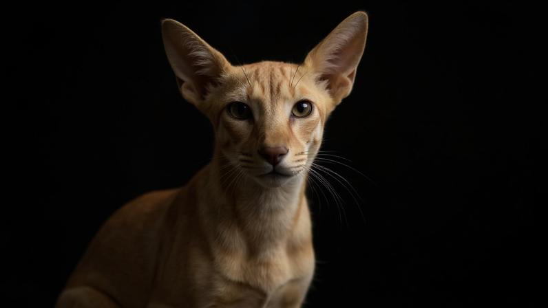 Pinscher branco: 4 características marcantes da raça