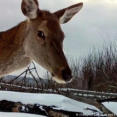Zona de exclusão de Chernobyl torna-se refúgio da vida selvagem