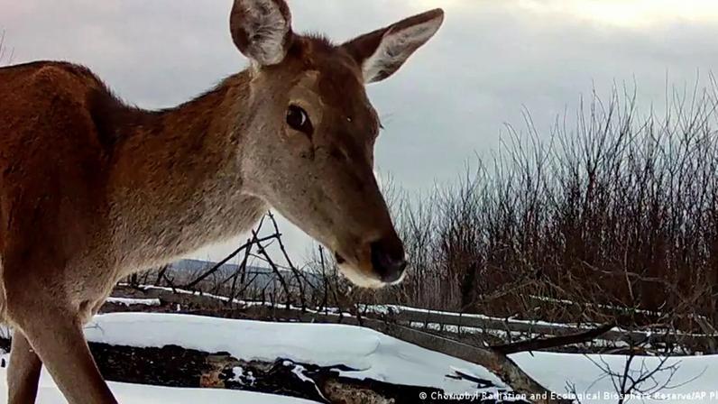 A exclusão humana criou um refúgio involuntário para grandes animais