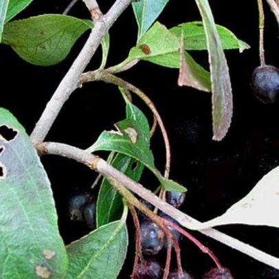 Arônia-negra pode ajudar na saúde do coração; entenda