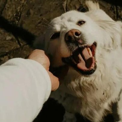 Voz de bebê com pets: ciência explica por que hábito melhora o bem-estar animal