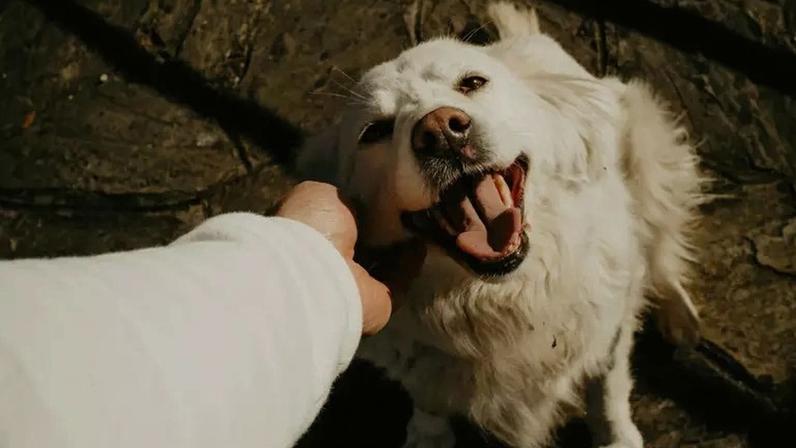 Entenda por que falar com tom de bebê acalma cães e gatos, reduz o cortisol e melhora o vínculo afetivo