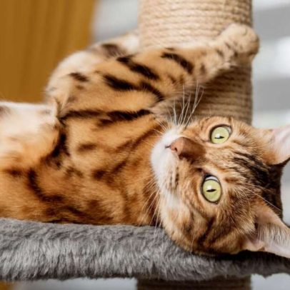 Como gastar a energia do gato em casa com 7 dicas práticas