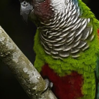 Ave extinta há um século volta a nascer em liberdade no Nordeste
