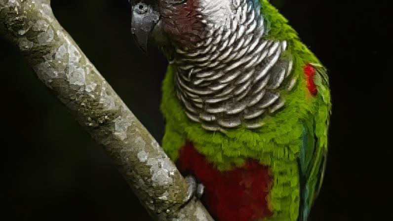 Periquito cara suja (Pyrrhura griseipectus)