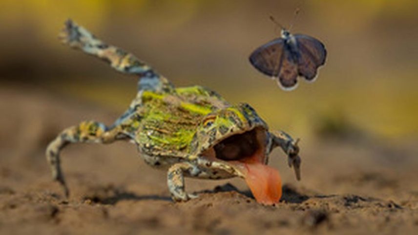 Um jovem sapo-boi africano tenta, sem sucesso, capturar uma presa. Fotografia foi premiada em prêmio para imagens de vida selvagem — Foto: Jens Cullmann