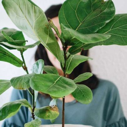 Plantas que não devem ficar dentro de casa, segundo especialista