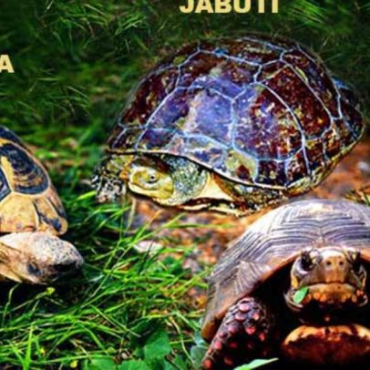 Tartarugas, jabutis e cágados: principais diferenças entre espécies